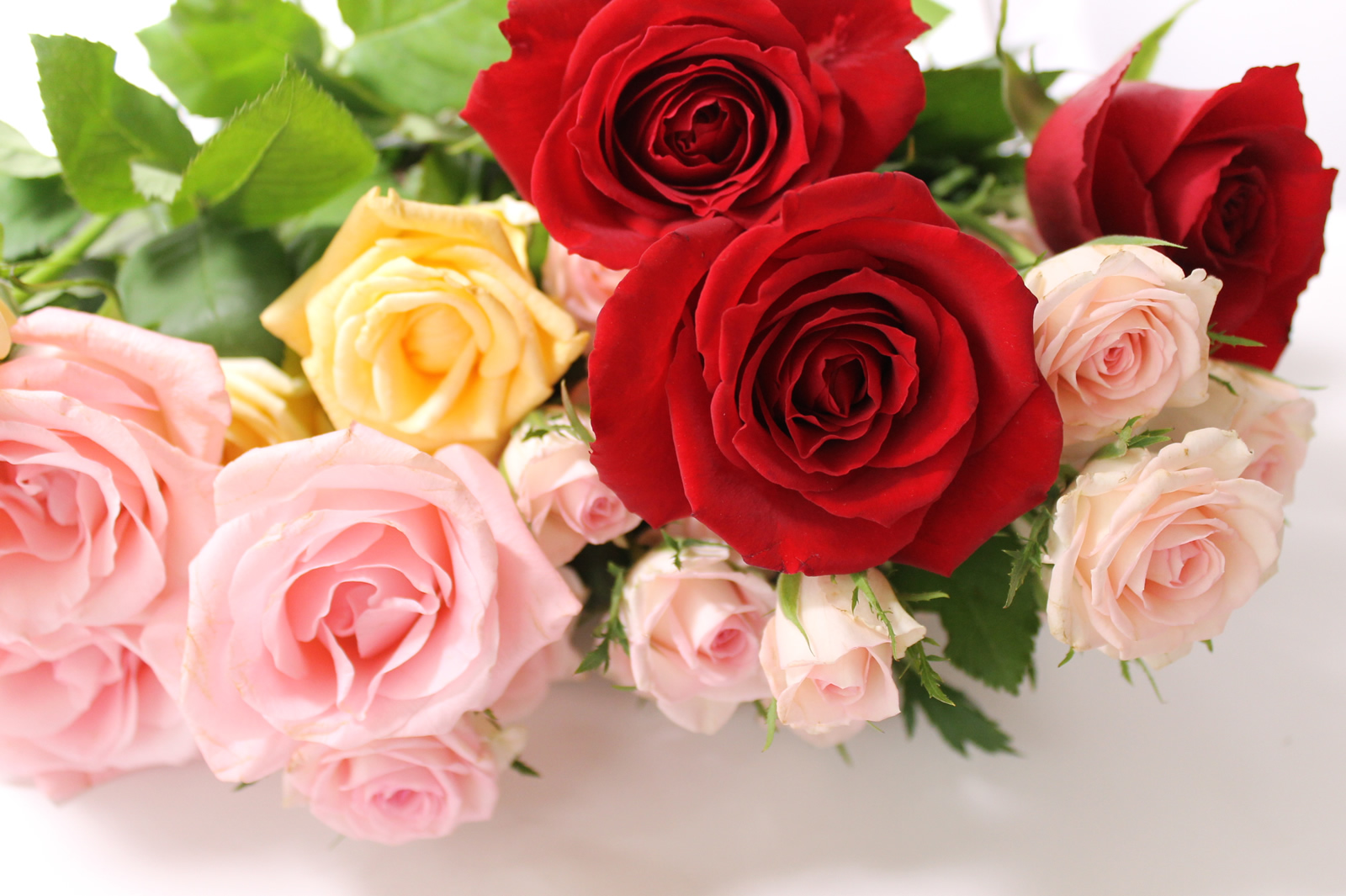 色や本数で意味も変わる 薔薇 バラ の奥深い花言葉 プリザーブドフラワーギフト はな物語