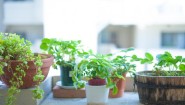 室内で育てる観葉植物とグリーン系の花ギフト
