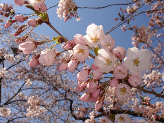 春の訪れを知らせる花 桜の名前の謎深き由来とは プリザーブドフラワーのはな物語