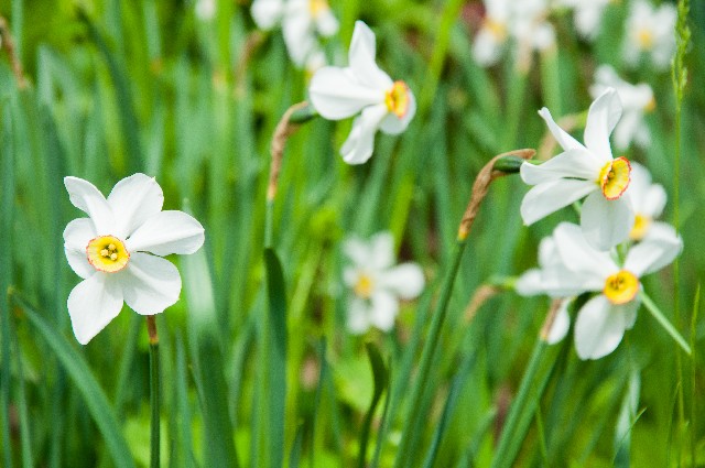 花言葉 恋人編 花言葉に想いをのせて 恋人にありったけの愛を伝えよう プリザーブドフラワーのはな物語