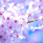 春の訪れを知らせる花　桜の名前の謎深き由来とは？