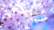 春の訪れを感じさせる淡いピンクの桜