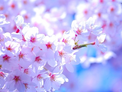 春の訪れを知らせる花 桜の名前の謎深き由来とは プリザーブドフラワーのはな物語