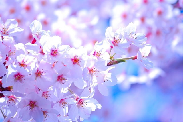 春の訪れを知らせる花 桜の名前の謎深き由来とは プリザーブドフラワーのはな物語