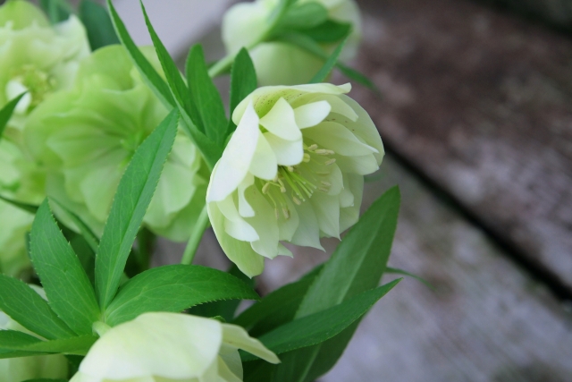 花言葉 恋人編 花言葉に想いをのせて 恋人にありったけの愛を伝えよう プリザーブドフラワーのはな物語