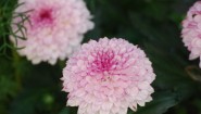 重陽の節句を象徴する淡いピンクの菊の花