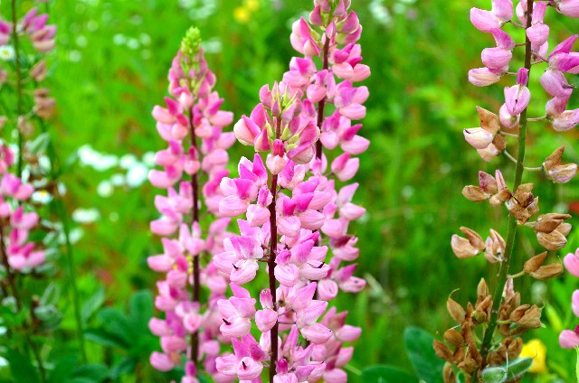 花言葉 卒業 入学 新生活編 新たなステージに立つ人の背中を押す花を贈ろう プリザーブドフラワーのフラワーギフト通販専門店 はな物語