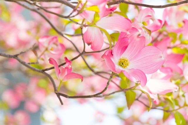 花言葉 片思い編 言葉にできない気持ちを花に託そう プリザーブドフラワーのはな物語