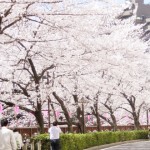 昔は桜より梅が人気？花見の歴史の知られざる変遷を紹介