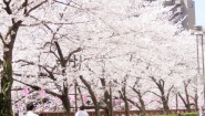 満開の桜並木が続く春の街角