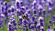 紫色の穂花が美しいラベンダー