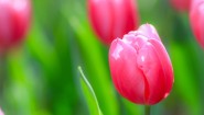 赤と黄色のチューリップが咲く春の花壇