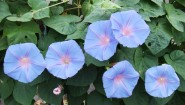淡い青紫の朝顔が緑の葉の間に咲く様子
