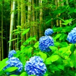 紫陽花の歴史　くすぶっていた時代から人気者になるまで