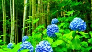 梅雨に咲く青紫の紫陽花