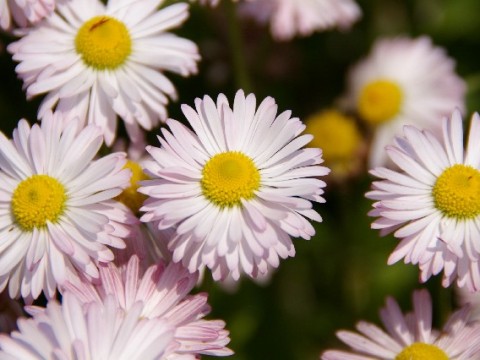 菊の歴史は日本文化とともにあり 高貴な花が愛される理由とは プリザーブドフラワーのはな物語