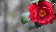 赤い椿の花と光沢のある葉