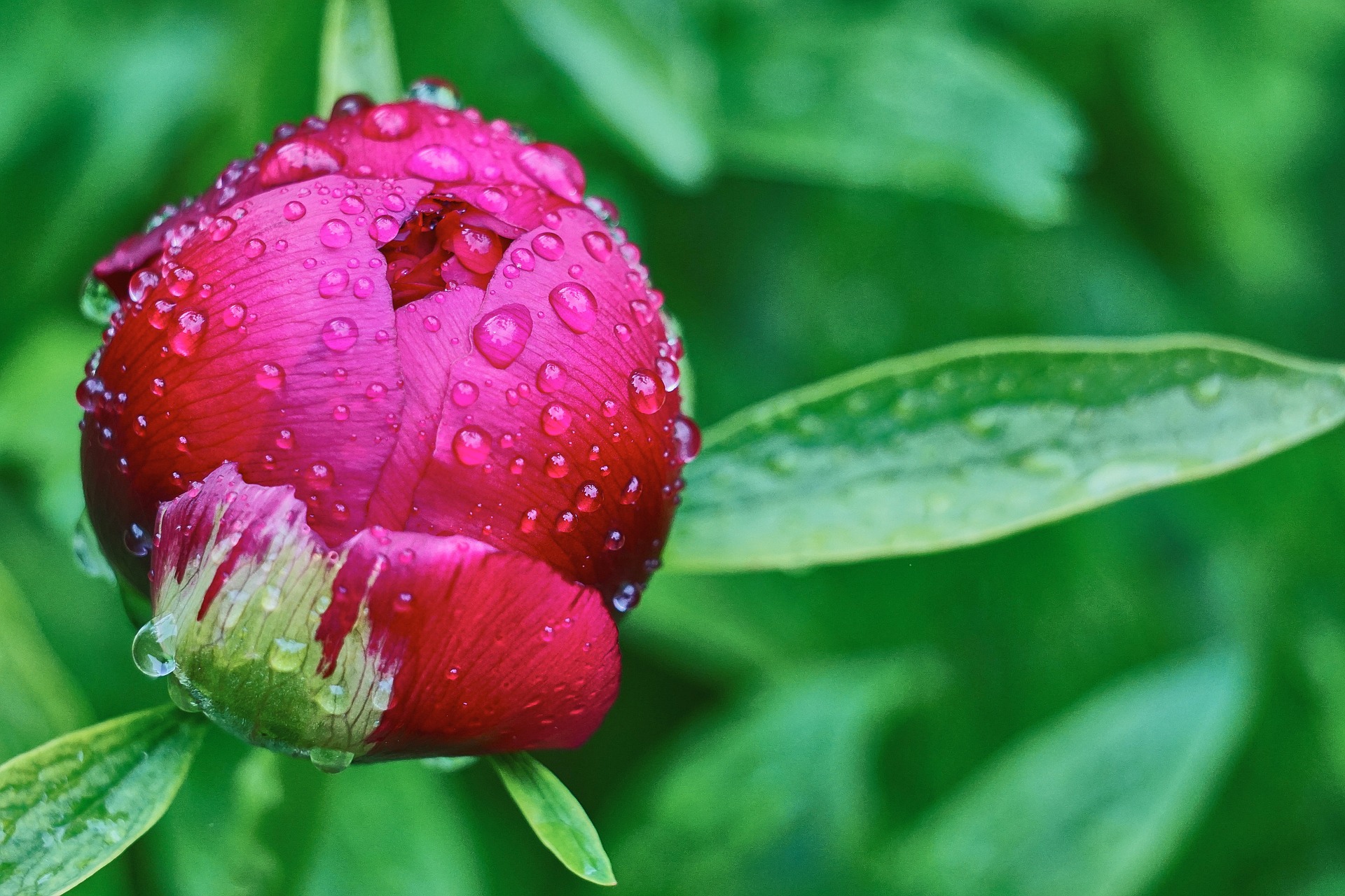 牡丹と芍薬 似て非なる花の違いは葉と散り方にあり プリザーブドフラワーのはな物語