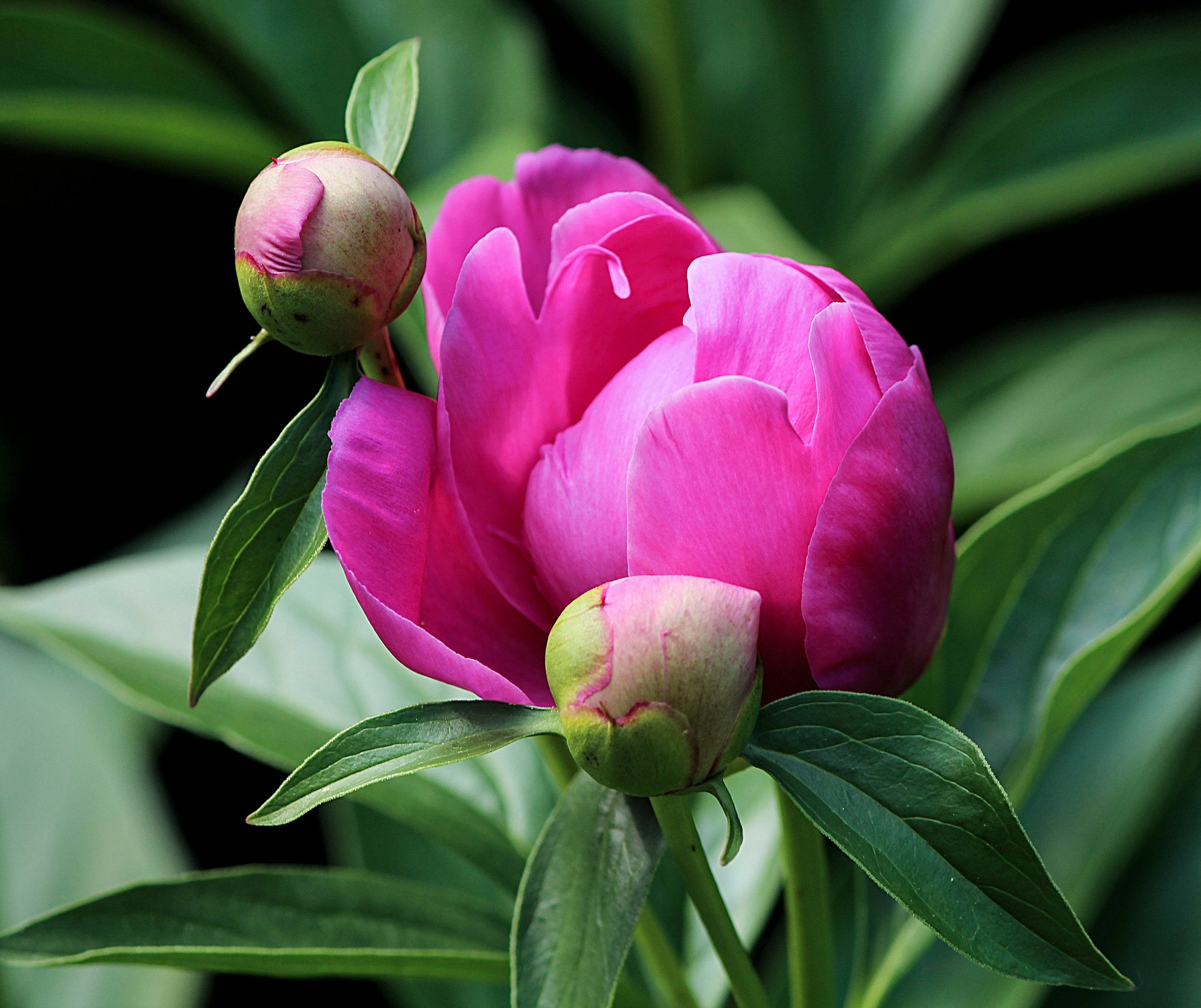 牡丹と芍薬 似て非なる花の違いは葉と散り方にあり プリザーブドフラワーのはな物語