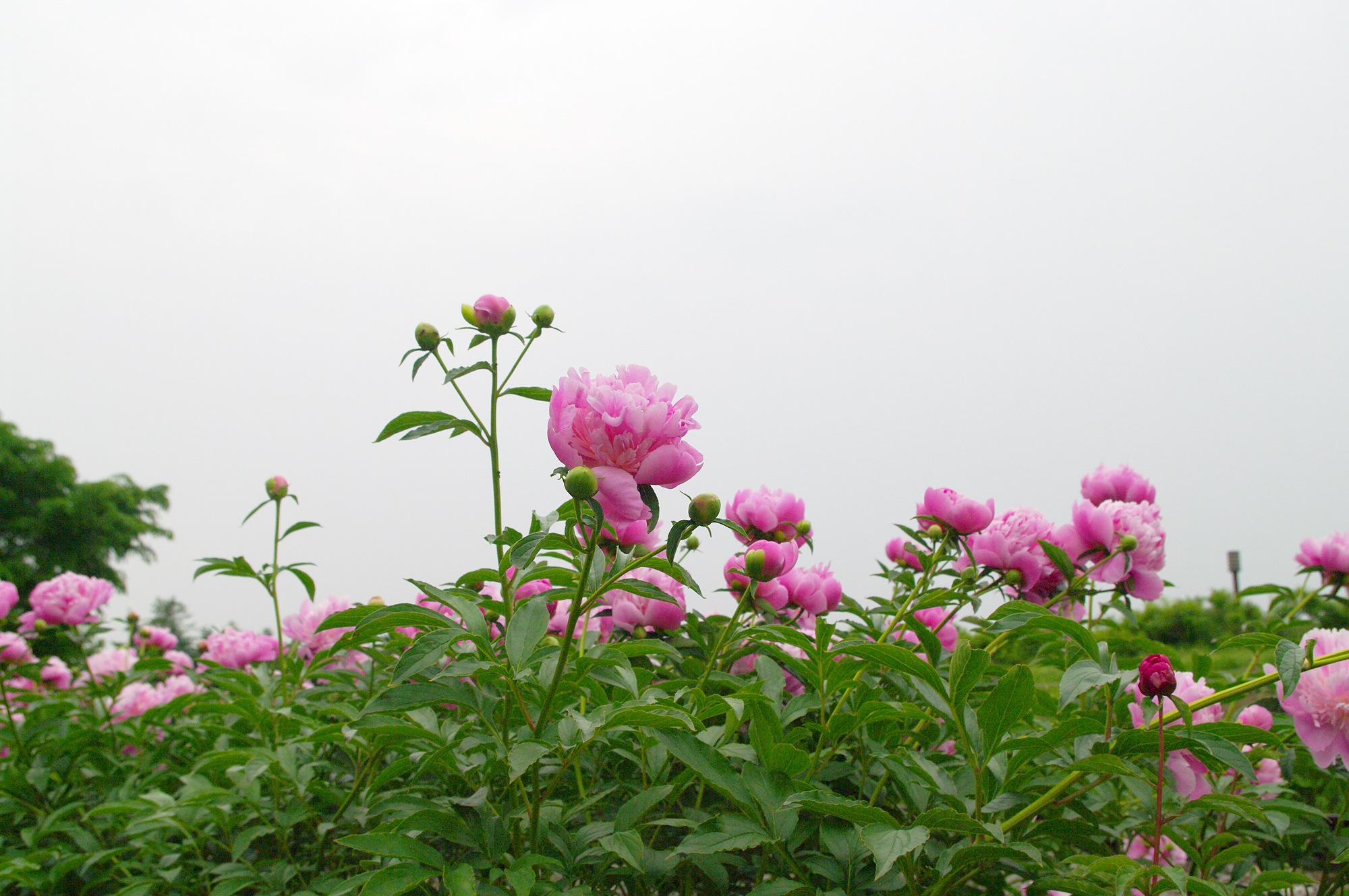 牡丹と芍薬 似て非なる花の違いは葉と散り方にあり プリザーブドフラワーのはな物語