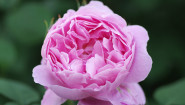 牡丹と芍薬の大輪の花を見比べるイメージ