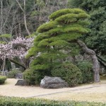 草木に1億円！江戸の園芸ブームは数々の品種を生み出していた