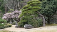 江戸園芸を思わせる松と庭木のある日本庭園