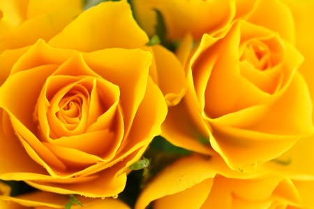 黄色 薔薇 花 言葉