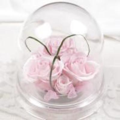 トリプルポイントドームローズ(ピンク)